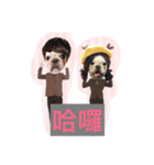 Frenchbulldog-pantiao（個別スタンプ：7）