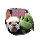 Frenchbulldog-pantiao（個別スタンプ：8）