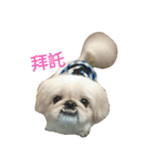 beiging dog（個別スタンプ：11）