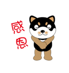 Black Shiba dog - Black Lulu daily（個別スタンプ：12）