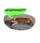 ginger catty（個別スタンプ：6）