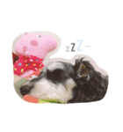 dog Schnauzer cute（個別スタンプ：1）