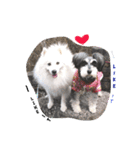 dog Schnauzer cute（個別スタンプ：9）