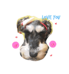 dog Schnauzer cute（個別スタンプ：10）