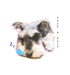 dog Schnauzer cute（個別スタンプ：11）