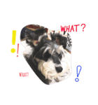 dog Schnauzer cute（個別スタンプ：12）