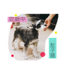 dog Schnauzer cute（個別スタンプ：13）