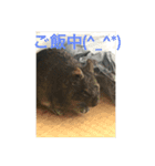 Degu Degu（個別スタンプ：3）