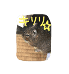 Degu Degu（個別スタンプ：6）