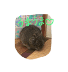 Degu Degu（個別スタンプ：8）