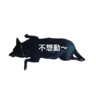 Black Fat Dog（個別スタンプ：1）