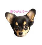 犬の三兄弟！使えるスタンプ！！（個別スタンプ：3）