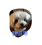 QQ Dog QQ（個別スタンプ：1）