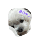 QQ Dog QQ（個別スタンプ：4）