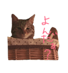 猫のみかんと子猫のトラ（個別スタンプ：4）