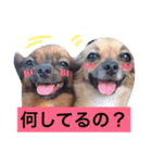 dog stamp31（個別スタンプ：1）