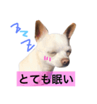 dog stamp31（個別スタンプ：3）