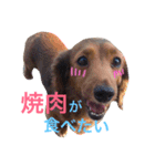 dog stamp31（個別スタンプ：4）