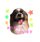 dog stamp31（個別スタンプ：5）