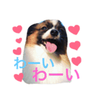 dog stamp31（個別スタンプ：6）