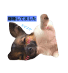 dog stamp31（個別スタンプ：7）