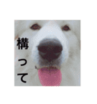 dog stamp31（個別スタンプ：9）