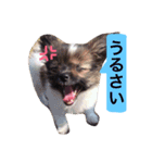 dog stamp31（個別スタンプ：13）