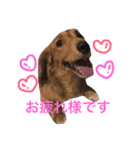 dog stamp31（個別スタンプ：15）