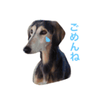 dog stamp31（個別スタンプ：16）