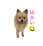 dog stamp31（個別スタンプ：25）