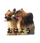 dog stamp31（個別スタンプ：28）