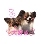 dog stamp31（個別スタンプ：30）