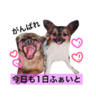 dog stamp31（個別スタンプ：32）