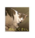 中川 CATS（個別スタンプ：1）