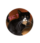 中川 CATS（個別スタンプ：2）