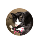 中川 CATS（個別スタンプ：3）