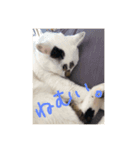 中川 CATS（個別スタンプ：4）