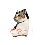 中川 CATS（個別スタンプ：5）