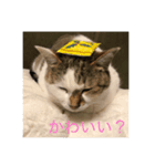 中川 CATS（個別スタンプ：6）