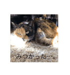 中川 CATS（個別スタンプ：7）