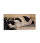 中川 CATS（個別スタンプ：8）