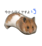 Hamster's Maka-chan（個別スタンプ：1）