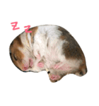 Hamster's Maka-chan（個別スタンプ：2）