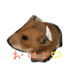Hamster's Maka-chan（個別スタンプ：3）