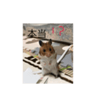Hamster's Maka-chan（個別スタンプ：11）