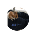 Hamster's Maka-chan（個別スタンプ：12）