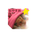 Hamster's Maka-chan（個別スタンプ：13）