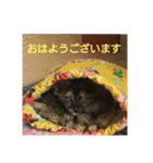 愛猫ペレロナの日常会話（個別スタンプ：2）