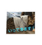 愛猫ペレロナの日常会話（個別スタンプ：4）