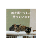 愛猫ペレロナの日常会話（個別スタンプ：6）